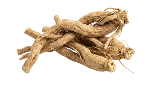 Korzeń ashwagandhy